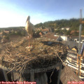 17_05-nest.jpg
