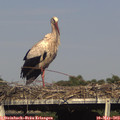 17_10-mast.jpg