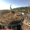 17_10-nest.jpg
