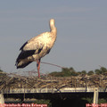 17_15-mast.jpg