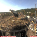 17_15-nest.jpg