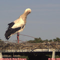 17_20-mast.jpg