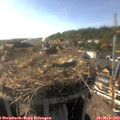 17_30-nest.jpg