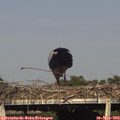 17_45-mast.jpg