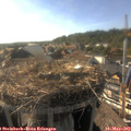 17_50-nest.jpg