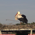 18_00-mast.jpg
