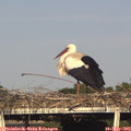 18_15-mast.jpg