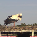 18_20-mast.jpg