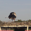 18_25-mast.jpg