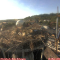18_25-nest.jpg