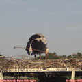 18_30-mast.jpg
