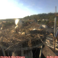 18_30-nest.jpg