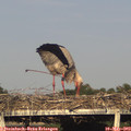 18_35-mast.jpg
