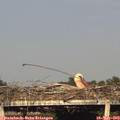 18_45-mast.jpg