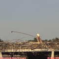 18_50-mast.jpg