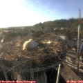 18_50-nest.jpg