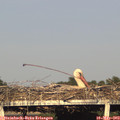 18_55-mast.jpg