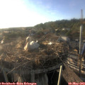 18_55-nest.jpg