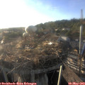 19_00-nest.jpg