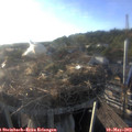 19_05-nest.jpg