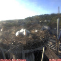 19_10-nest.jpg
