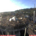 19_15-nest.jpg