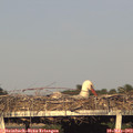 19_20-mast.jpg