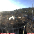 19_20-nest.jpg