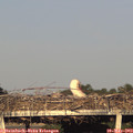 19_25-mast.jpg