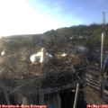 19_25-nest.jpg