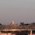 20_30-mast.jpg