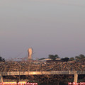 20_35-mast.jpg