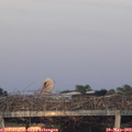 20_40-mast.jpg