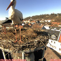14_05-nest.jpg