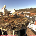 14_20-nest.jpg