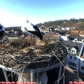 16_15-nest.jpg