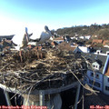 16_20-nest.jpg