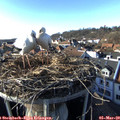 16_25-nest.jpg