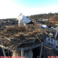 17_10-nest.jpg