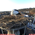17_15-nest.jpg
