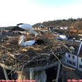 17_20-nest.jpg