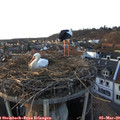 17_45-nest.jpg