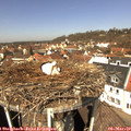 12_00-nest.jpg