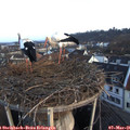07_00-nest.jpg