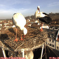09_05-nest.jpg