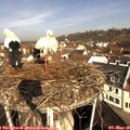 09_50-nest.jpg