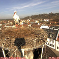 10_20-nest.jpg