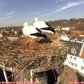 13_05-nest.jpg
