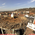 13_20-nest.jpg