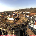15_25-nest.jpg